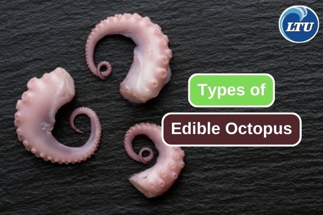 Popular Edible Octopus Varieties You Should Know